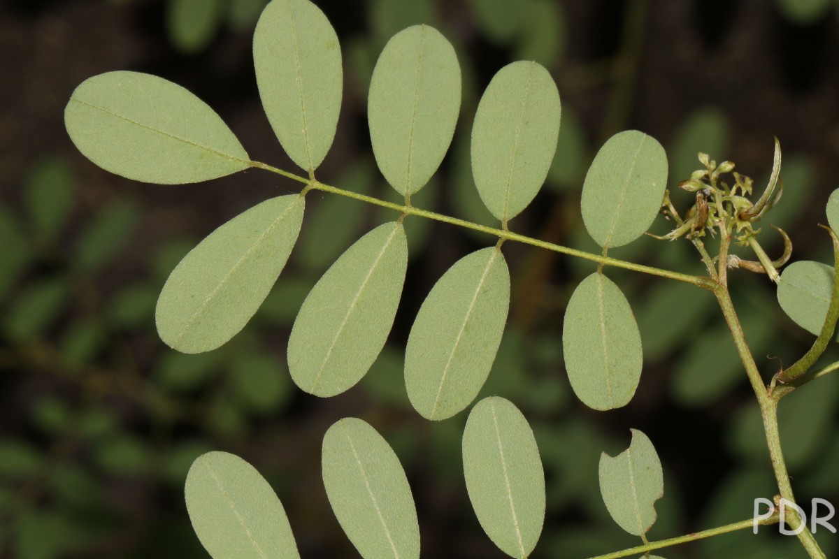 Indigofera tinctoria L.